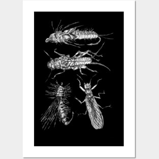Plecoptera Fly Fishing Posters and Art
